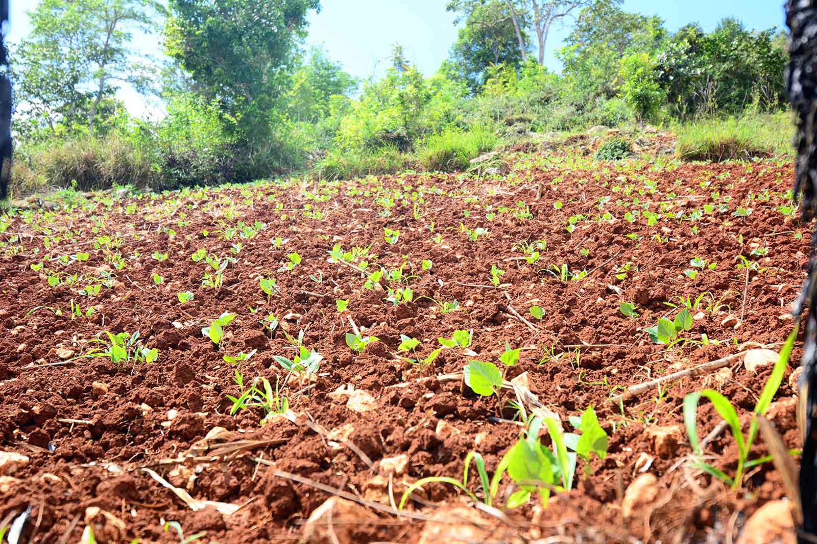 Haiti Health Initiative Photography (Field in Timo) - Agriculture